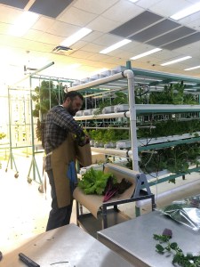 Michael Billings making Salad from Cotton Street Farm