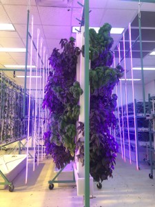 Hydroponic plants at Cotton Street Farms