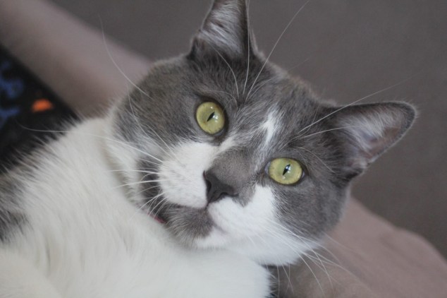 A photo of a gray and white cat with green eyes