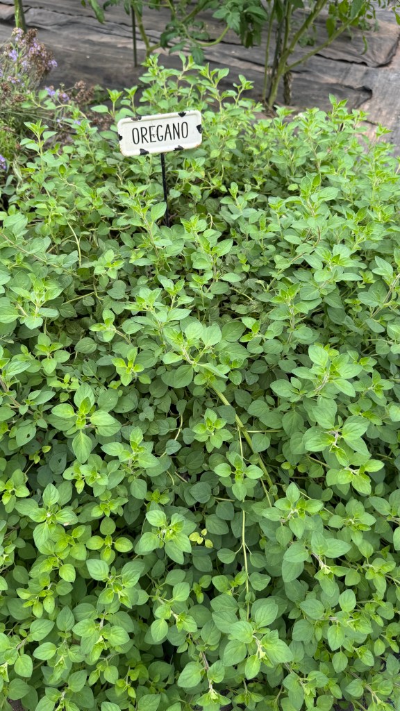 oregano plants inside the greenhouse at Raccoon Bend Farms.