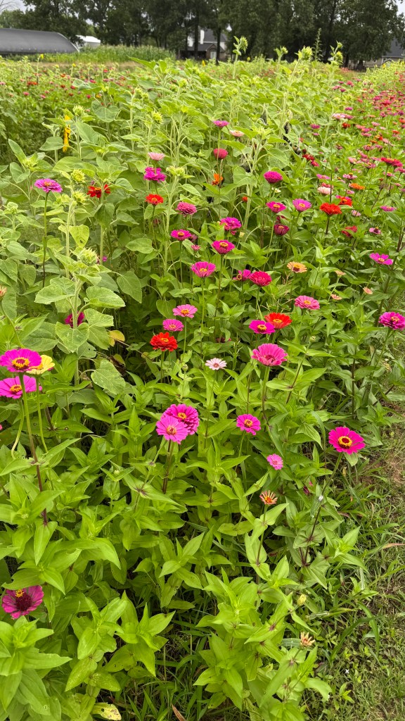 Colorful zinnia flowers blooming at Raccoon Bend Farms in Northwest Louisiana.