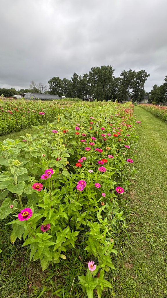 Colorful zinnia flowers blooming at Raccoon Bend Farms in Northwest Louisiana.